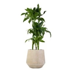 Dracaena Fragrans Dorado - Multi Stem -Plant potted plants Dracaena fragrans Dorado 3Stem 21x95cm Raindrop Tube Round Planter Stone 30x26cm