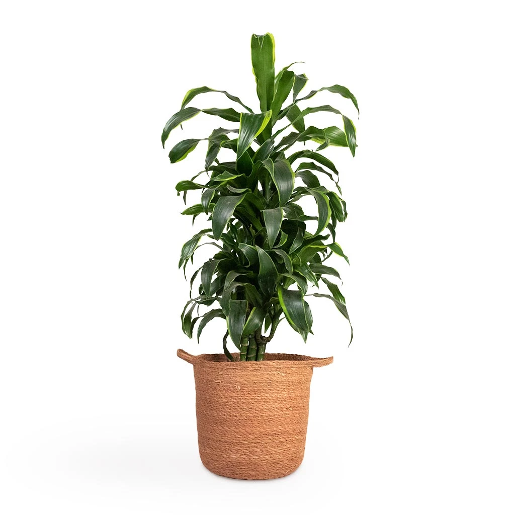 Dracaena Fragrans Dorado - Branched 12 Dracaena Fragrans Dorado - Branched - Image 10