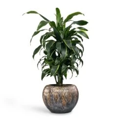 Luxe Lite Comet Globe Planter - Bronze -Plant potted plants Dracaena fragrans Dorado Branched 21x70cm Plant Pot Luxe Lite Comet Globe Planter Bronze 33x24cm dd05a2f1 4c4e 443f b119 6a9383b7a34e