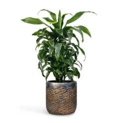 Dracaena Fragrans Dorado - Branched 16 Dracaena Fragrans Dorado - Branched -Plant potted plants Dracaena fragrans Dorado Branched 21x70cm Plant Pot Luxe Lite Layer Cylinder Planter Bronze 28x27cm