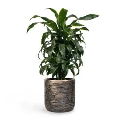 Dracaena Fragrans Dorado - Branched 19 Dracaena Fragrans Dorado - Branched -Plant potted plants Dracaena fragrans Dorado Branched 21x70cm Plant Pot Luxe Lite Wrinkle Cylinder Planter Bronze 28x27cm