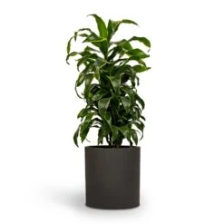 Dracaena Fragrans Dorado - Branched 20 Dracaena Fragrans Dorado - Branched -Plant potted plants Dracaena fragrans Dorado Branched 21x70cm Pot Max Refined Planter 29x29.5cm 2 814c9cca 14d7 4ebb 9b15 2f8d14bfad60