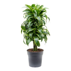 Dracaena Fragrans Dorado - Branched 15 Dracaena Fragrans Dorado - Branched -Plant potted plants Dracaena fragrans Dorado Branched