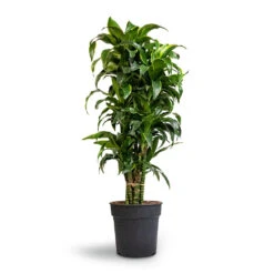 Dracaena Fragrans Dorado - Branched 17 Dracaena Fragrans Dorado - Branched -Plant potted plants Dracaena fragrans Dorado Branched 27x110cm