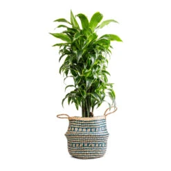 Seagrass Tribal Basket - Teal Lined -Plant potted plants Dracaena fragrans Dorado Branched 27x95cm Seagrass Tribal Basket Teal Lined 30x25cm
