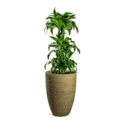 Ben Plant Pot - Straw Grass -Plant potted plants Dracaena fragrans Dorado Branched Ben Plant Pot Straw Grass 41fd72bd fecb 4792 984f 971c4e8cc9c3