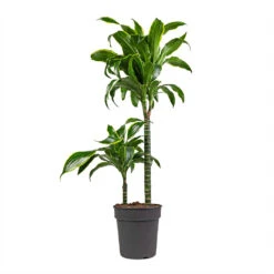 Dracaena Fragrans Dorado - Multi Stem -Plant potted plants Dracaena fragrans Dorado Multi Stem 19x80cm 2 stems