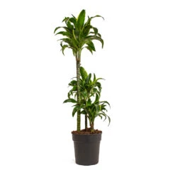 Dracaena Fragrans Dorado - Multi Stem -Plant potted plants Dracaena fragrans Dorado Multi Stem 21cm