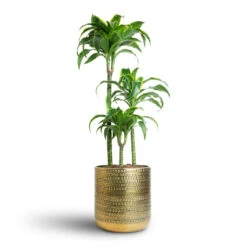 Dracaena Fragrans Dorado - Multi Stem -Plant potted plants Dracaena fragrans Dorado Multi Stem 21x95cm 3 stems Solis Embossed Plant Pot Gold 25x25cm 7