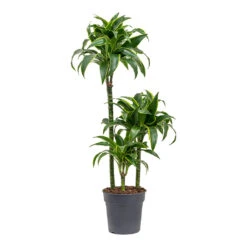 Dracaena Fragrans Dorado - Multi Stem -Plant potted plants Dracaena fragrans Dorado Multi Stem