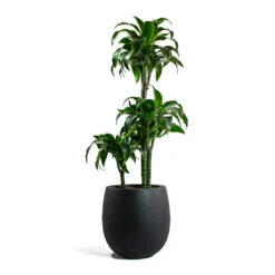 Dracaena Fragrans Dorado - Multi Stem -Plant potted plants Dracaena fragrans Dorado Multi Stem Grigio Balloon Plant Pot Anthracite Concrete 9b86369d f126 415d bbd3 0137e64ba038