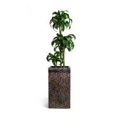 Dracaena Fragrans Dorado - Multi Stem -Plant potted plants Dracaena fragrans Dorado Multi Stem Luxe Lite Layer Square Planter Bronze