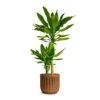 Dracaena Fragrans Golden Coast - Multi Stem -Plant potted plants Dracaena fragrans Gold Coast Multi Stem 19x100cm Houseplant Plant Pot Duncan Rust 14x13cm c34d9826 1b16 48a0 87ba e44beb98e4c5