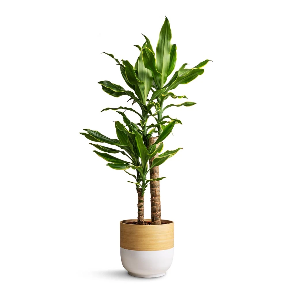 Bamboo Plant Pot - White 8 Bamboo Plant Pot - White - Image 6