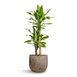 Cody Cement & Stone Plant Pot - Granite Grey -Plant potted plants Dracaena fragrans Golden Coast Multi Stem 17x70cm 2 stems Cody Cement Stone Plant Pot Granite Grey 5578ee58 99bb 4290 95fc 82ce3b4737a3