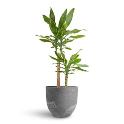Dracaena Fragrans Golden Coast - Multi Stem 18 Dracaena Fragrans Golden Coast - Multi Stem -Plant potted plants Dracaena fragrans Golden Coast Multi Stem 17x70cm 2 stems Bola Artstone Plant Pot Grey 28x24cm d9e487f5 5dcf 4a4d 856d 8a4cfe78f51b