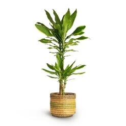Dracaena Fragrans Golden Coast - Multi Stem 21 Dracaena Fragrans Golden Coast - Multi Stem -Plant potted plants Dracaena fragrans Golden Coast Multi Stem 17x80cm 2stems Jane Plant Baskets Set5 Jungle b6fd3bbc 2ee0 4004 9468 ef0c018b093f