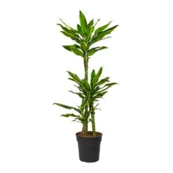 Dracaena Fragrans Golden Coast - Multi Stem 20 Dracaena Fragrans Golden Coast - Multi Stem -Plant potted plants Dracaena fragrans Golden Coast Multi Stem
