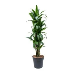 Dracaena Fragrans Janet Craig - Branched -Plant potted plants Dracaena fragrans Janet Craig Branched