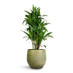 Dracaena Fragrans Janet Craig - Branched -Plant potted plants Dracaena fragrans Janet Craig Branched 27x130cm Lydia Plant Pot Shiny Green 36x32cm