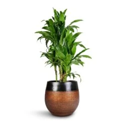 Dracaena Fragrans Janet Craig - Branched -Plant potted plants Dracaena fragrans Janet Craig Branched 27x130cm Mya Plant Pot Shiny Mocha 36x32cm