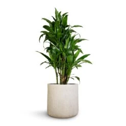 Raindrop Round Planter - Stone -Plant potted plants Dracaena fragrans Janet Craig Branched 27x130cm Raindrop Round Planter Stone 34x32cm 1 f489cb98 6383 4015 bb0e bfd28300c4a8