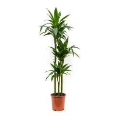 Dracaena Fragrans Janet Craig - Multi Stem 16 Dracaena Fragrans Janet Craig - Multi Stem -Plant potted plants Dracaena fragrans Janet Craig Multi Stem