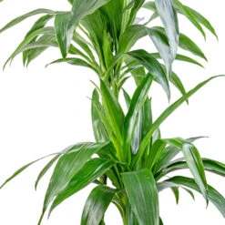 Dracaena Fragrans Janet Craig - Multi Stem 17 Dracaena Fragrans Janet Craig - Multi Stem -Plant potted plants Dracaena fragrans Janet Craig Multi Stem 24x135cm DETAIL