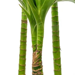 Dracaena Fragrans Janet Craig - Multi Stem 18 Dracaena Fragrans Janet Craig - Multi Stem -Plant potted plants Dracaena fragrans Janet Craig Multi Stem 24x135cm DETAIL 3