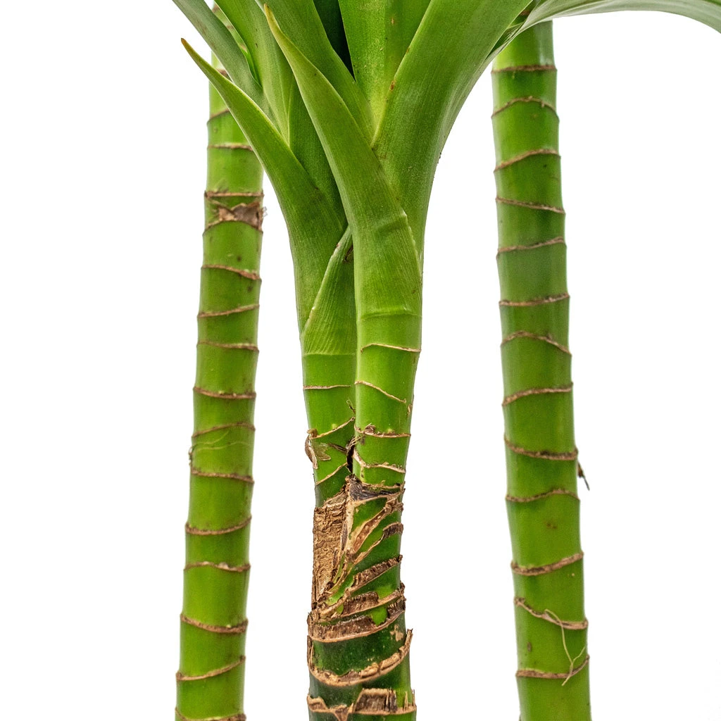 Dracaena Fragrans Janet Craig - Multi Stem 7 Dracaena Fragrans Janet Craig - Multi Stem - Image 5