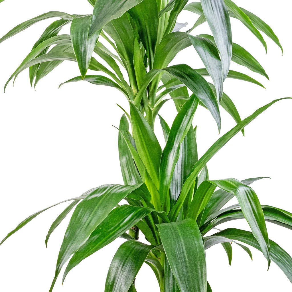 Dracaena Fragrans Janet Craig - Multi Stem 6 Dracaena Fragrans Janet Craig - Multi Stem - Image 4