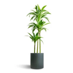 Max Refined Planter - Pine Green 25 Max Refined Planter - Pine Green -Plant potted plants Dracaena fragrans Janet Craig Multi Stem 24x135cm 3 stems Max Refined Planter Pine Green 29x29.5cm 7156306c 408b 4c4b 8ded 10917e15ea18