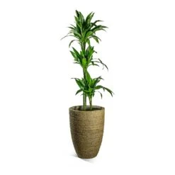 Ben Plant Pot - Straw Grass -Plant potted plants Dracaena fragrans Janet Craig Multi Stem Ben Plant Pot Straw Grass 8ef79176 2add 4bfd 8e9a 72a53007d81e