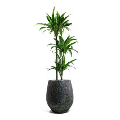 Opus Hit Darcy Planter - Silver -Plant potted plants Dracaena fragrans Janet Craig Multi Stem Opus Hit Darcy Planter Silver