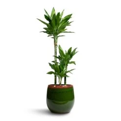 Dracaena Fragrans Janet Lind - Multi Stem -Plant potted plants Dracaena fragrans Janet Lind 3 Stem 21x100cm Charlotte Plant Pot Green 29x25cm