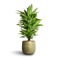 Dracaena Fragrans Janet Lind - Branched -Plant potted plants Dracaena fragrans Janet Lind Branched 21x80cm Lydia Plant Pot Shiny Green 26x26cm 5da0f566 7a64 40b8 9f2c dda9a514bb0f