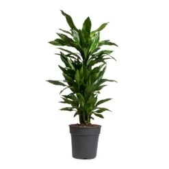 Dracaena Fragrans Janet Lind - Branched -Plant potted plants Dracaena fragrans Janet Lind Branched 24x95cm
