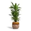 Dracaena Fragrans Janet Lind - Branched -Plant potted plants Dracaena fragrans Janet Lind Branched 24x95cm Lindy Plant Pot Ochre 30x25cm