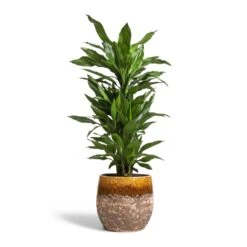 Lindy Plant Pot - Ochre -Plant potted plants Dracaena fragrans Janet Lind Branched 24x95cm Lindy Plant Pot Ochre 30x25cm c3b5336e ca1e 4cec 875e 7875a9b9bdf1