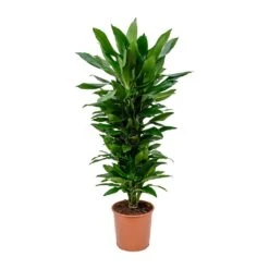 Dracaena Fragrans Janet Lind - Branched -Plant potted plants Dracaena fragrans Janet Lind Branched 27x110cm