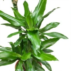 Dracaena Janet Lind - Multi Stem - HydroCare 14 Dracaena Janet Lind - Multi Stem - HydroCare -Plant potted plants Dracaena fragrans Janet Lind Leaves 5d10cff4 ae5a 4e39 b544 5927162c5a88