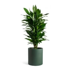 Dracaena Fragrans Janet Lind - Branched -Plant potted plants Dracaena fragrans Janet Lind Max Refined Planter Pine Green c585841c 6571 4ad6 85b2 80c521d12646