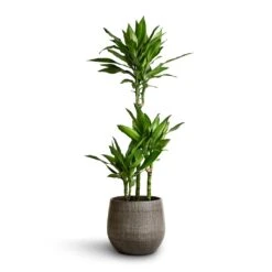 Dracaena Fragrans Janet Lind - Multi Stem -Plant potted plants Dracaena fragrans Janet Lind Multi Stem 21x100 Esra Plant Pot Mystic Grey 26x26cm