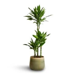 Dracaena Fragrans Janet Lind - Multi Stem -Plant potted plants Dracaena fragrans Janet Lind Multi Stem 21x100 Iris Plant Pot Mint 26x21cm