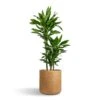 Dracaena Fragrans Janet Lind - Multi Stem -Plant potted plants Dracaena fragrans Janet Lind Multi Stem 21x110cm 3 stems Dune Cylinder Planter Almond 38x37cm a1c70d48 e462 4c03 8e67 e0e9fd7b1bb4