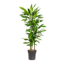 Dracaena Fragrans Janet Lind - Multi Stem -Plant potted plants Dracaena fragrans Janet Lind Multi Stem 21x110cm 3 stems