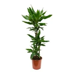 Dracaena Fragrans Janet Lind - Multi Stem -Plant potted plants Dracaena fragrans Janet Lind Multi Stem