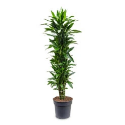 Dracaena Fragrans Janet Lind - Branched -Plant potted plants Dracaena fragrans Janet Lind branched 34x180cm