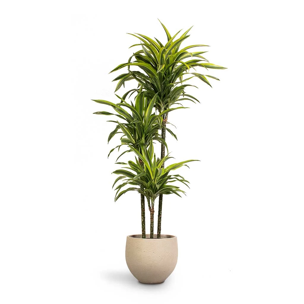Dracaena Fragrans Lemon Lime - Multi Stem 14 Dracaena Fragrans Lemon Lime - Multi Stem - Image 12