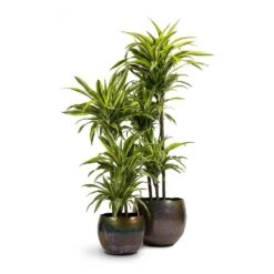 Dracaena Fragrans Lemon Lime - Multi Stem 39 Dracaena Fragrans Lemon Lime - Multi Stem -Plant potted plants Dracaena fragrans Lemon Lime 3MultiStem 24x140cm Ellen Metal Plant Pots Set3 Medium Big Vintage Green